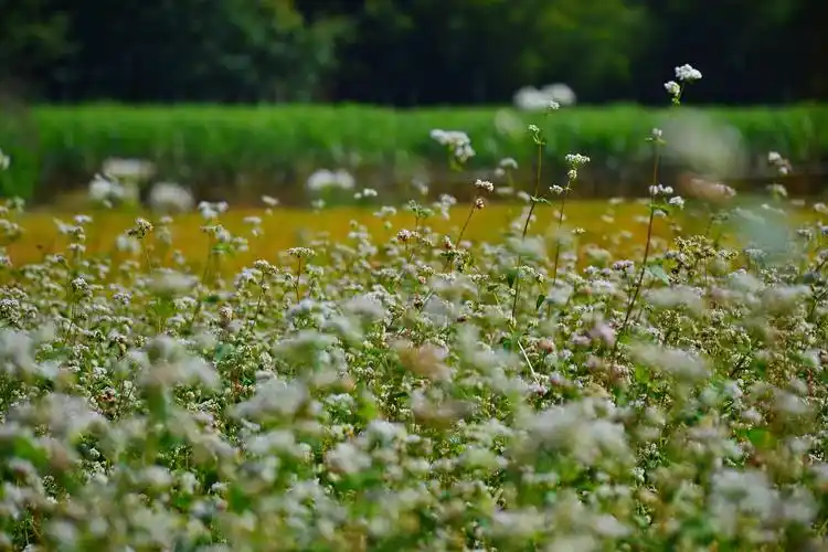 韶关翁源荞麦花海