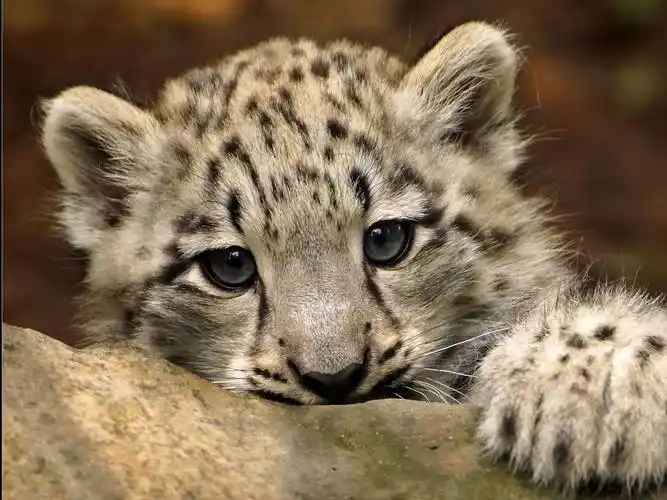 描述: 可爱的雪豹-动物写真壁纸 当前壁纸尺寸: 1600 x 1200