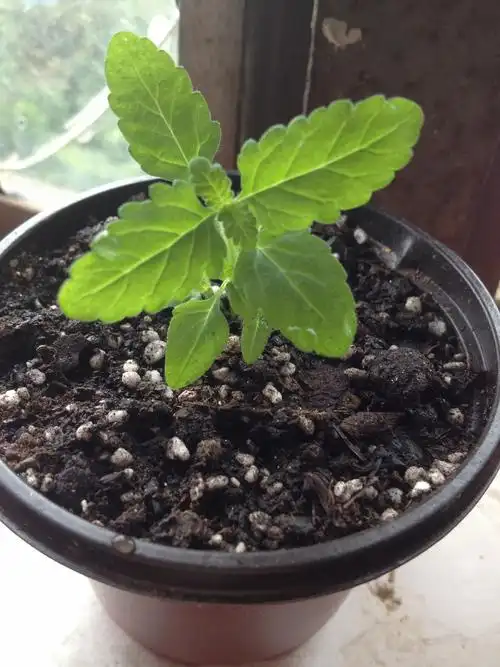 矮牵牛的叶子感觉很遵循对称的原则生长.