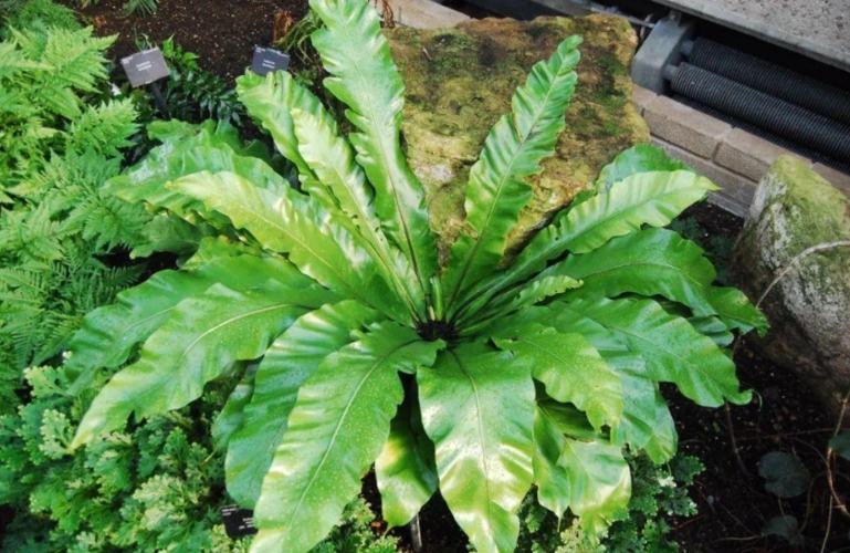 喜潮耐阴的鸟巢蕨夏天搁浴室长得又快又好