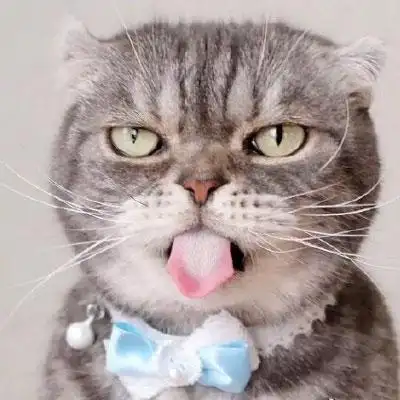 猫头像高冷图片真猫