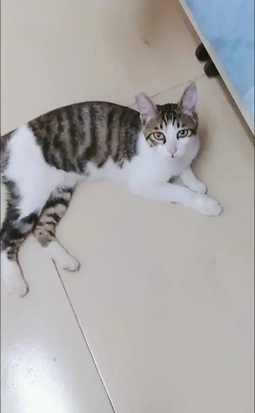 日照超美貌超粘人小奶音的黑白狸花猫弟弟求收养