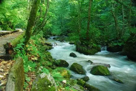 森林深处的泉水照片