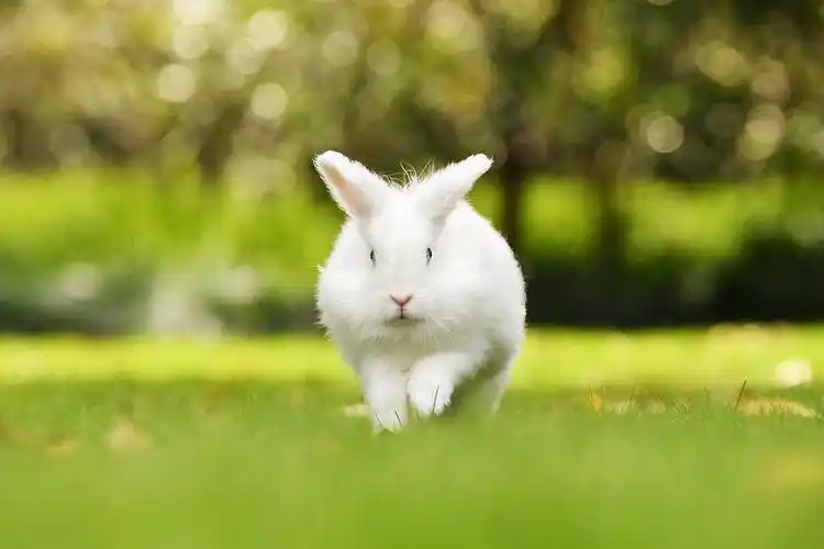 奔跑的小兔子图片