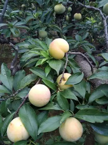 秋姬李子 50mm以上