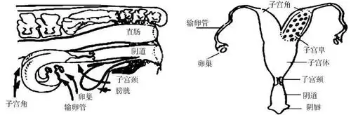 肉羊的生殖生理和繁殖力专业技术普及_子宫