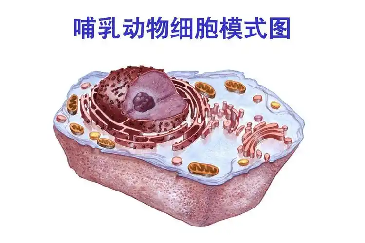 哺乳动物细胞模式图
