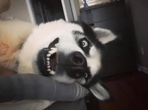 这只长得凶凶的哈士奇,犯二起来表情超到位