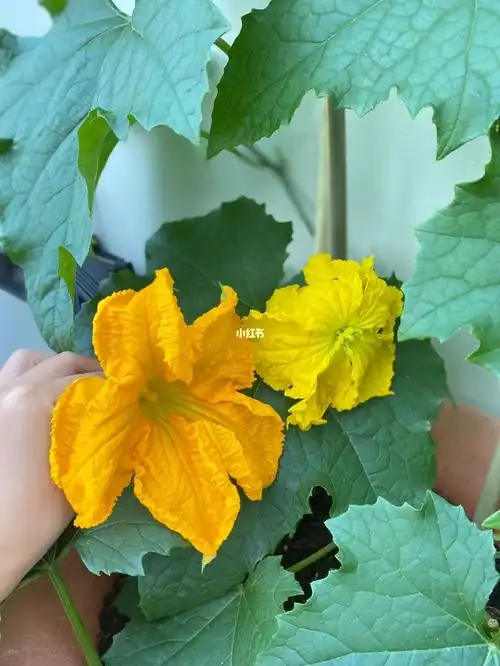 那就先他俩配一下吧希望能顺利结出丝瓜#英国  #种菜  #授粉 #丝瓜