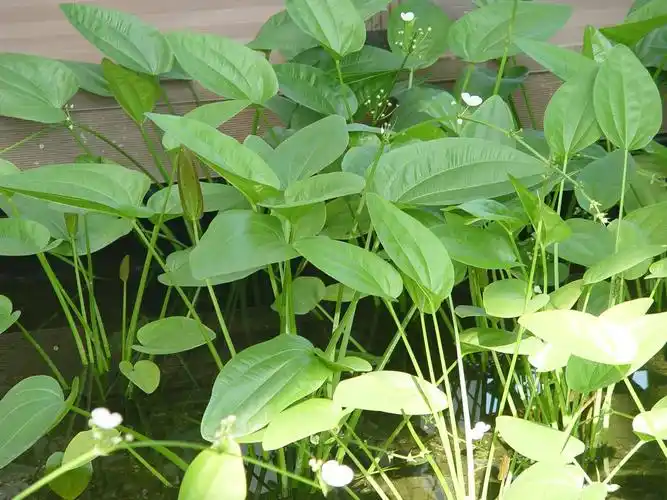 泽泻-水生植物-青州沐泽园花卉苗木专业合作社 _ 提供各种时令草花,地