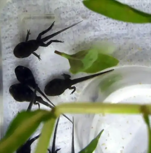 寿光市文正教育集团文尚幼儿园――可爱的小蝌蚪