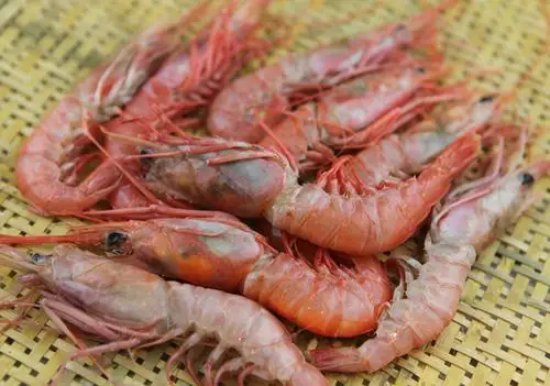 东海野生红头虾 红绿头虾 松门东海小网海鲜