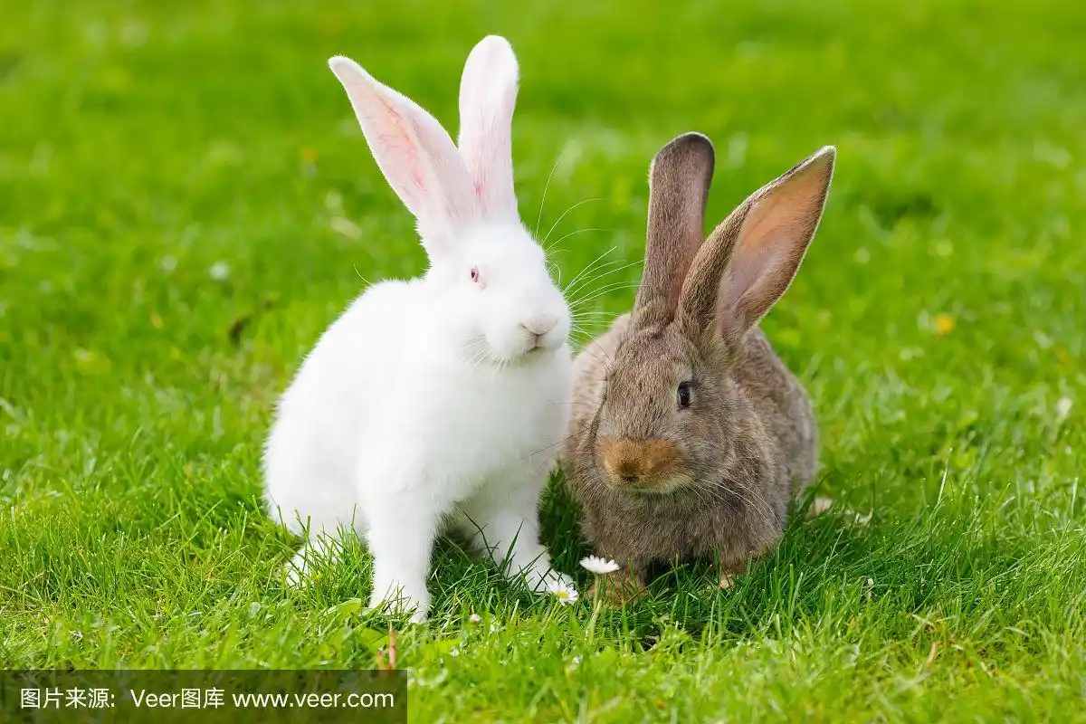 两只兔子在绿色的草地上