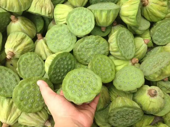 供应微山湖新鲜野生莲蓬