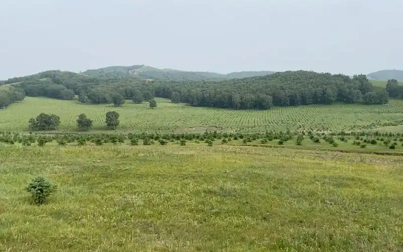 夏日塞罕坝行(一)