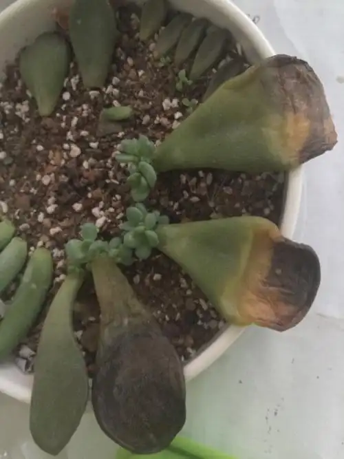 多肉插叶叶片枯萎变黑!求助!