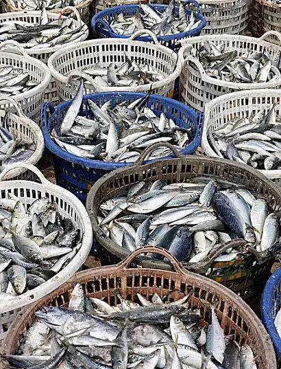 鱼筐图片_鱼筐高清图片_全景视觉