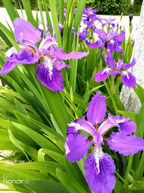 紫鸢尾花的花语是——爱意,吉祥与信仰者的幸福.而优美,爱