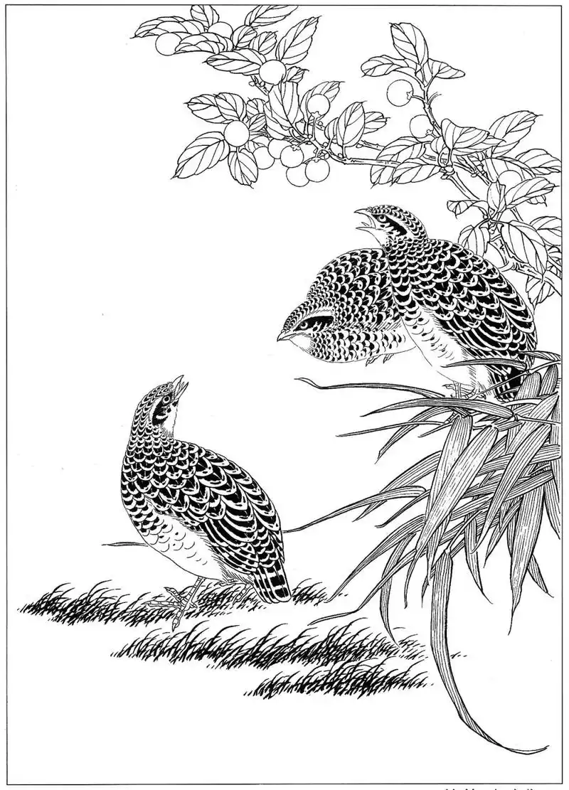 工笔花鸟白描,可要收好了