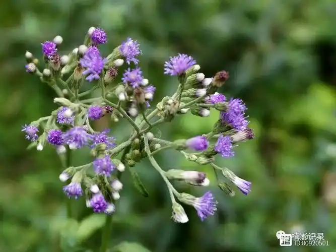 夜香牛,民间叫它伤寒草,颜值不高却是一味能安神的草药