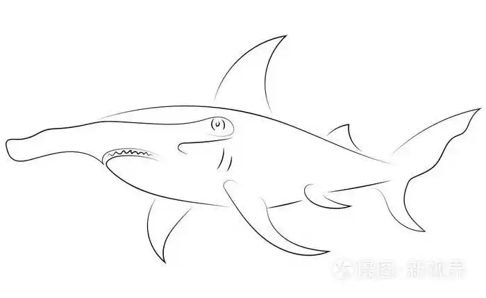 黑线锤头鲨鱼在白色背景.手绘矢量图形鱼.素描样式.动物例证