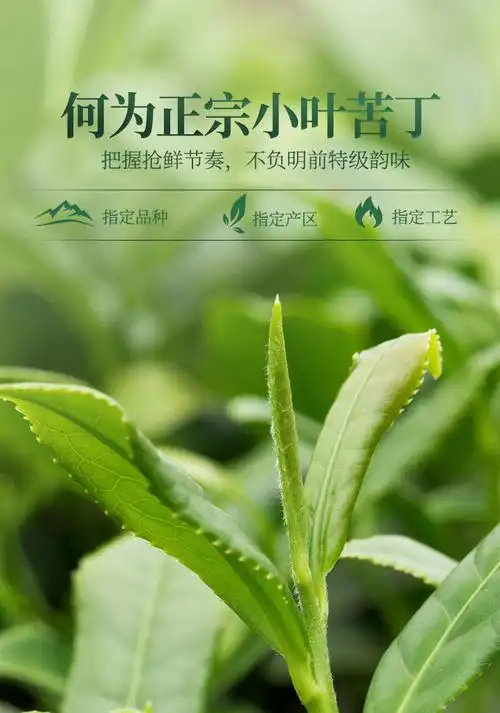苦丁茶嫩芽野生小叶苦丁茶特级嫩叶苦丁茶花草茶苦丁茶5罐