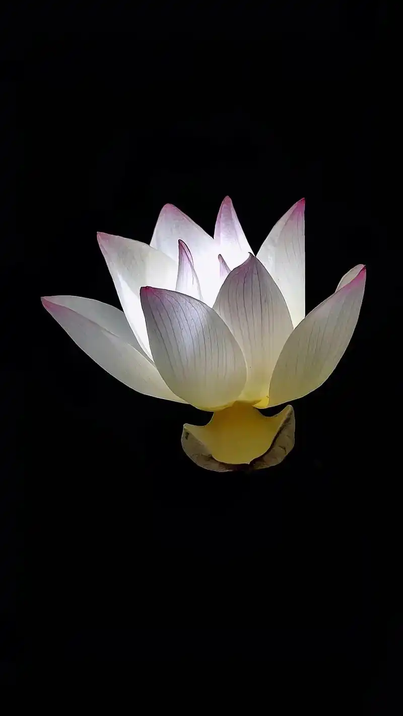 夜赏荷花 来生愿做一朵莲,静静盛开在佛前,出淤泥不染倚清风而 - 抖音