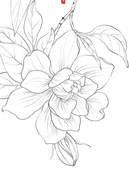 之前一直画不出这种简单构图的感觉～#线描  #古风花卉  #植物插画