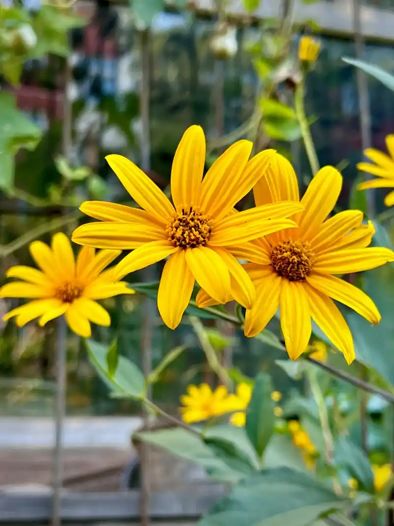 菊芋,又名洋姜,鬼子姜,是一种多年宿根性草本植物.高 - 抖音