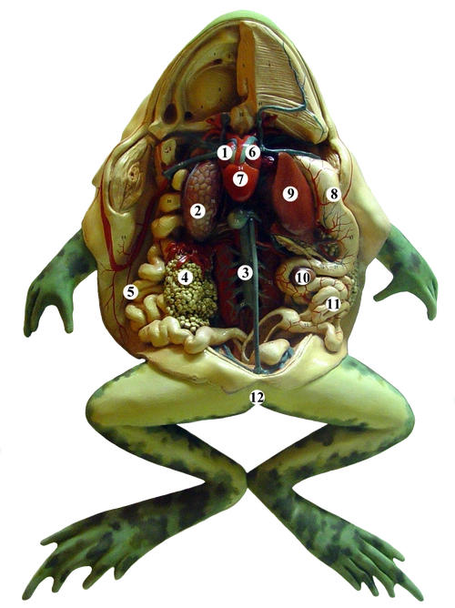 解剖了的青蛙模型