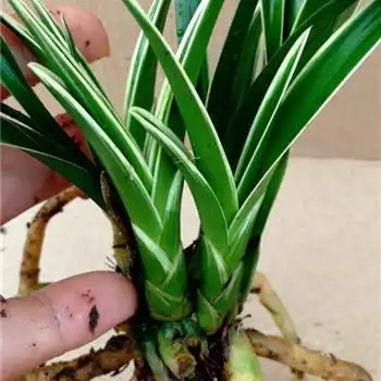 建兰金凤冠 - 中国兰花交易网