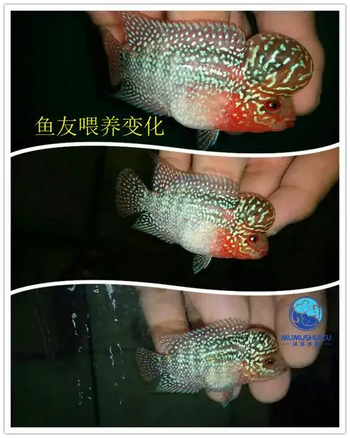 泰国罗汉罗汉鱼鱼苗起头水头鸿运当头蛇纹重金属珍珠马鱼