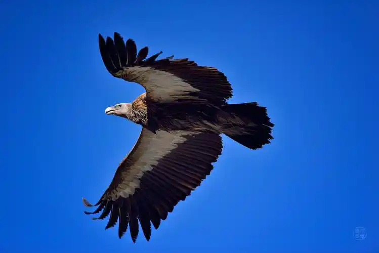 高原上飞翔的雄鹰