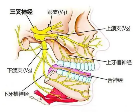 牙齿周边神经分布示意图
