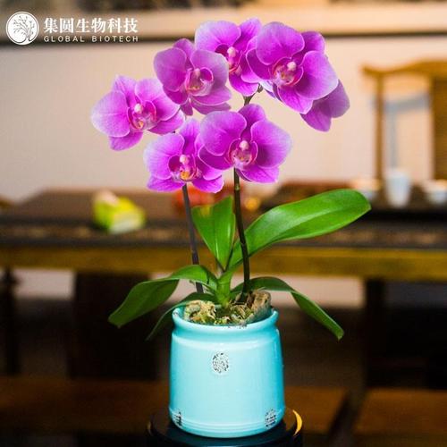 蝴蝶兰苗名贵小盆栽花卉植物室内客厅桌面盆景带花苞红粉佳人