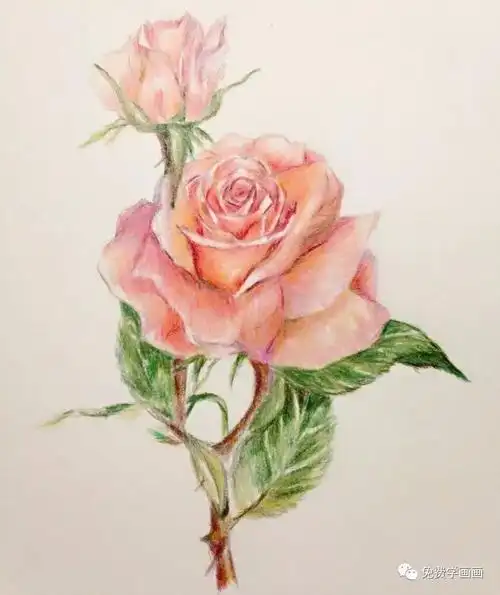 学画一朵彩铅玫瑰花送给今天的她
