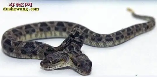 双尾蛇图片双尾蛇图片大全