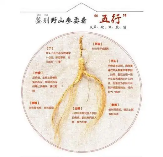 吉林野生人参的鉴别方法