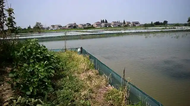 参观金坛养虾场31