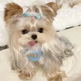 约克夏犬小型纯种