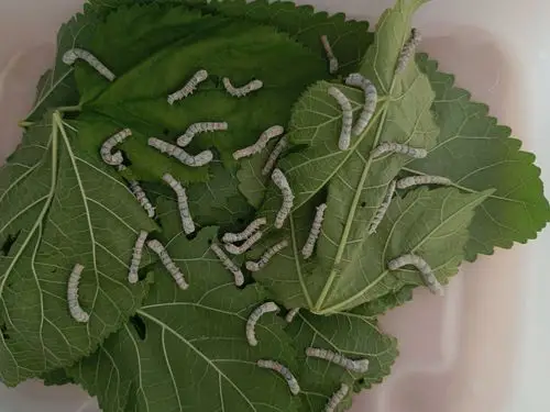 二十多天的变化真大现在的蚕宝宝变大蚕宝宝了