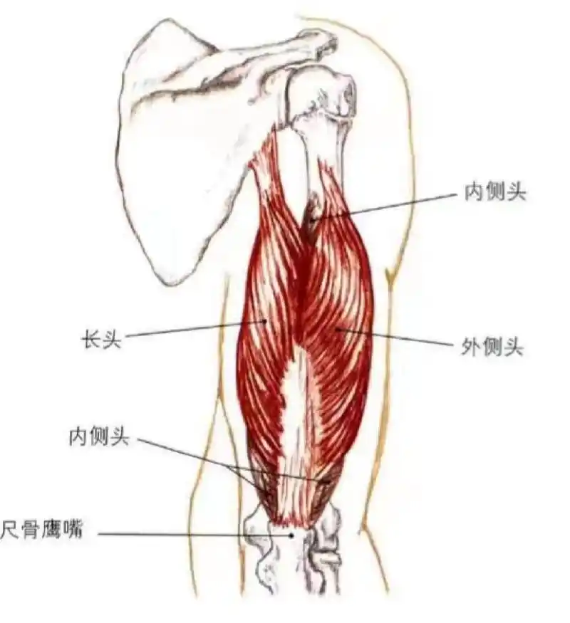 肱三头肌 肱三头肌 肱三头肌起点:长头在肩胛骨盂下结节,外侧头在肱骨
