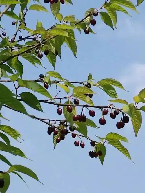 樱花树上的红果子看起来很诱人