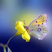 蝴蝶最漂亮微信头像唯美点击鼠标右键下载