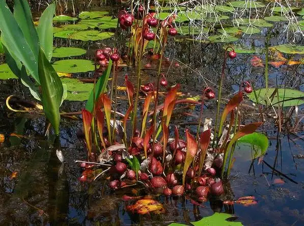 p>鹦鹉瓶子草(学名:sarracenia psittacina)为 a href="#">瓶子草属