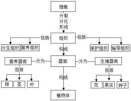 (2)植物体的结构层次:细胞→组织→器官→植物体,可见c是器官.