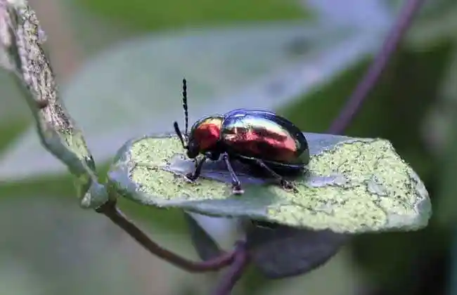 金龟子吃什么食物?(特种养殖)-七彩阳光河北三农网-农村养殖业致富项