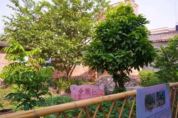 村内的小果园内种植着黄皮,杨桃等果树.