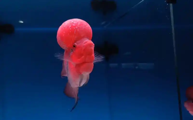 1617厘米大罗汉鱼鸿运当头蘑菇头已经过嘴550米