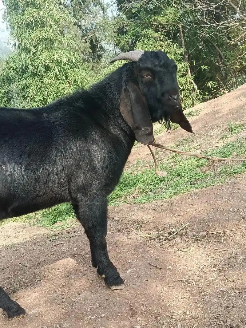 我的养殖生活 #努比亚黑山羊 #自繁自养 #现场实拍 - 抖音